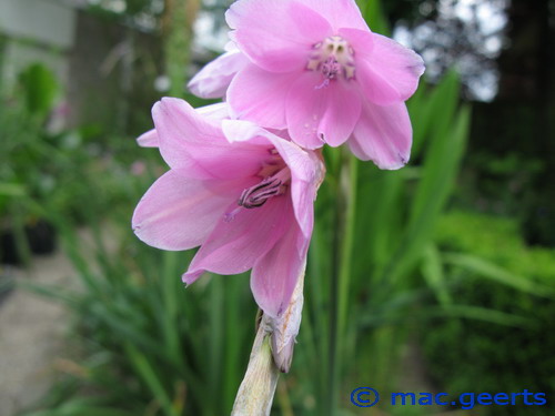 Dierama thichorhizum